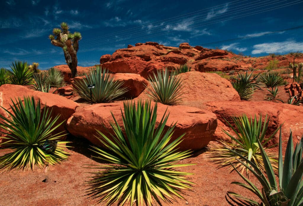 Yucca | Drought Tolerant Plants | Drought Resistant Landscaping Ideas for Utah | Think Architecture