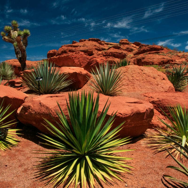 Yucca | Drought Tolerant Plants | Drought Resistant Landscaping Ideas for Utah | Think Architecture