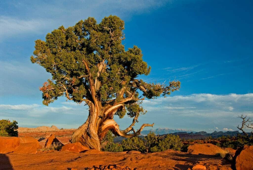 Utah Juniper Tree | Drought Tolerant Trees | Drought-Tolerant Landscaping Ideas for Utah | Think Architecture