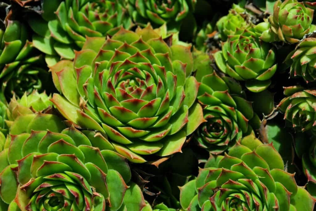 Hens and Chicks | Drought Tolerant Ground Cover Utah | Think Architecture