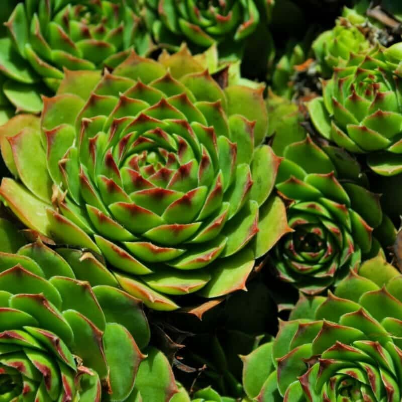 Hens and Chicks | Drought Tolerant Ground Cover Utah | Think Architecture