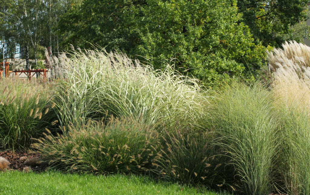 Ornamental Grass | Drought Tolerant Plants | Drought Resistant Landscaping Ideas for Utah | Think Architecture