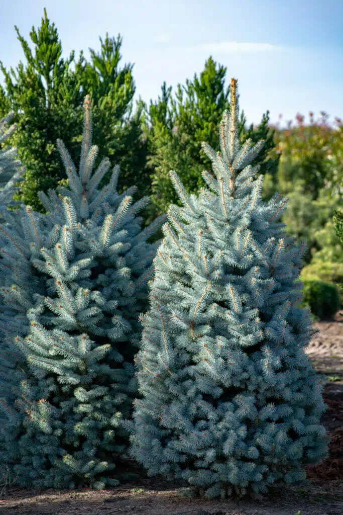 Blue Spruce | Drought Tolerant Trees | Drought-Tolerant Landscaping Ideas for Utah | Think Architecture