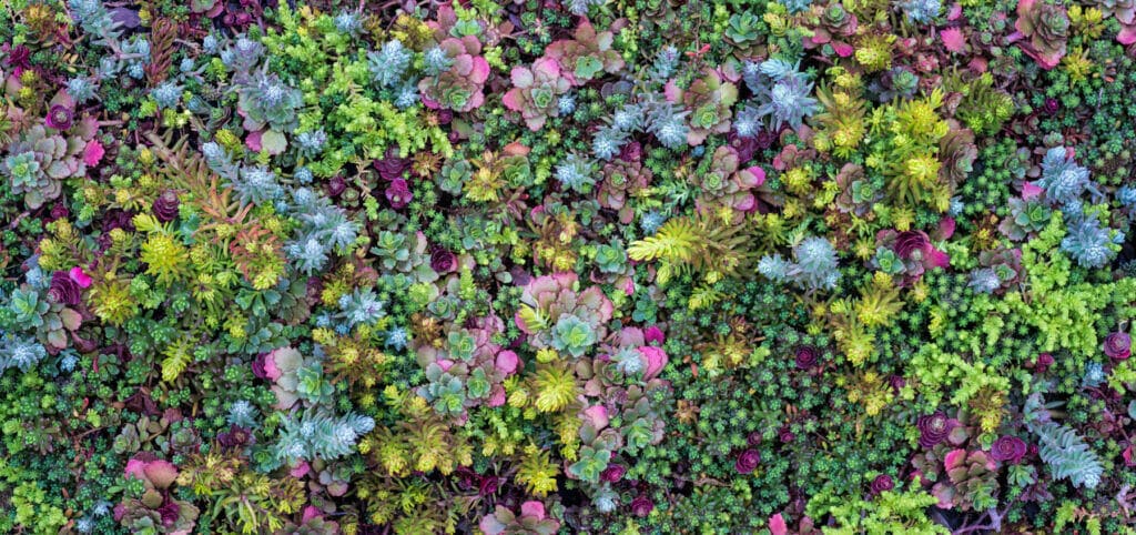 Sedum | Drought Tolerant Plants | Drought Resistant Landscaping Ideas for Utah | Think Architecture