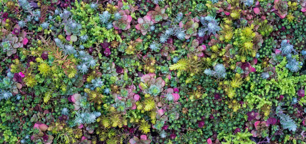 Sedum | Drought Tolerant Plants | Drought Resistant Landscaping Ideas for Utah | Think Architecture