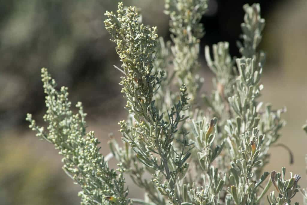 Sagebrush | Drought Tolerant Plants Utah | Think Architecture