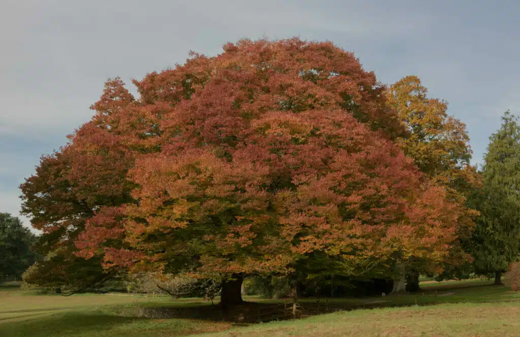 Japanese Zelkova | Keaki Tree | Drought Resistant Trees | Drought-Tolerant Landscaping Ideas for Utah | Think Architecture