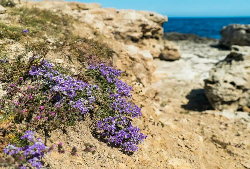 Creeping Thyme | Drought Tolerant Ground Cover Utah | Think Architecture