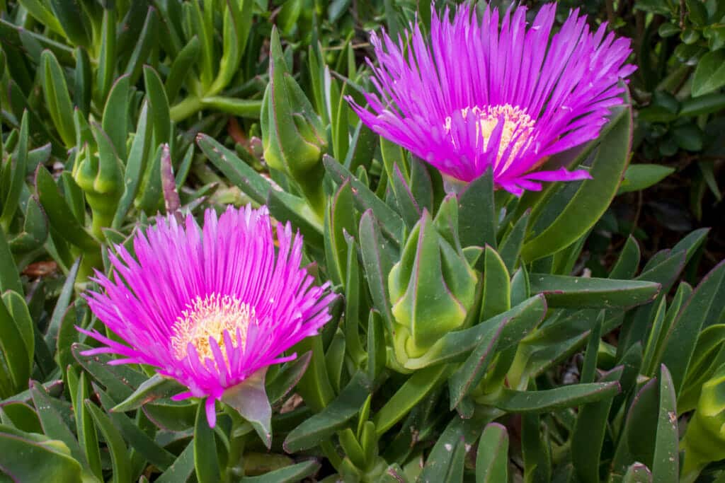 Ice Plant | Drought Tolerant Ground Cover & Flowers Utah | Think Architecture