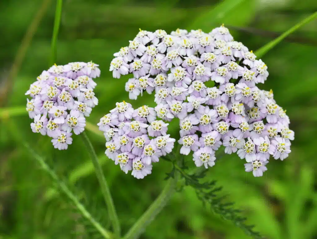 Yarrow Achillea | Drought Tolerant Ground Cover Utah | Think Architecture