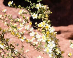 drought resistant Utah native flowers for landscape design | Think Architecture