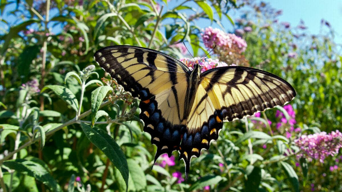 Butterfly Bush | Full Sun Drought Tolerant Plants Utah | Think Architecture
